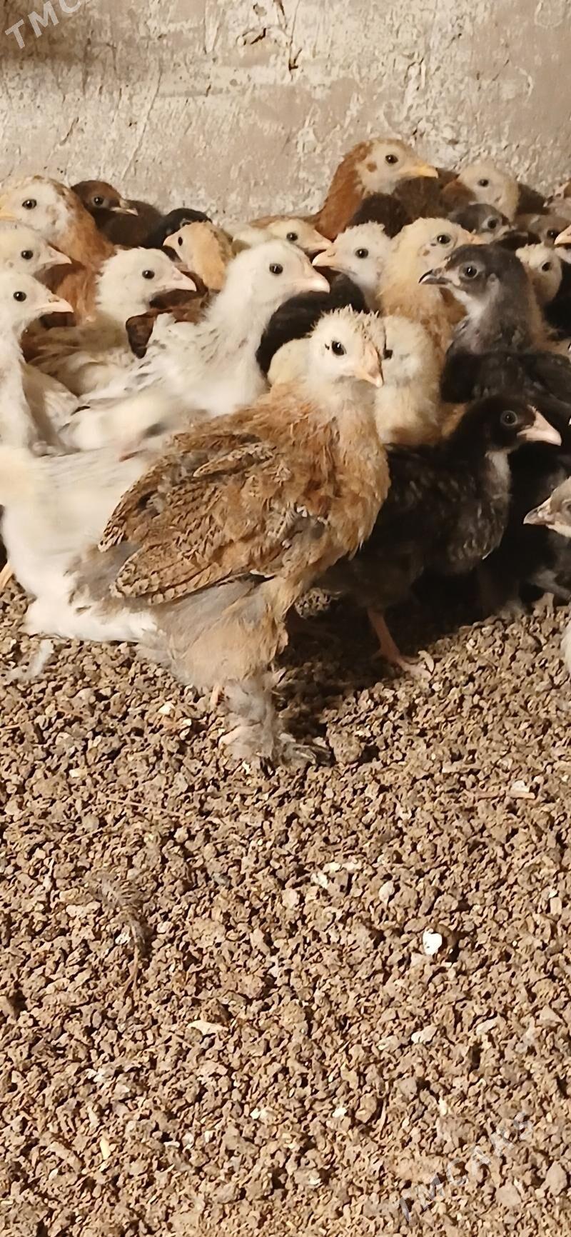 towuk juyje - Мары - img 2