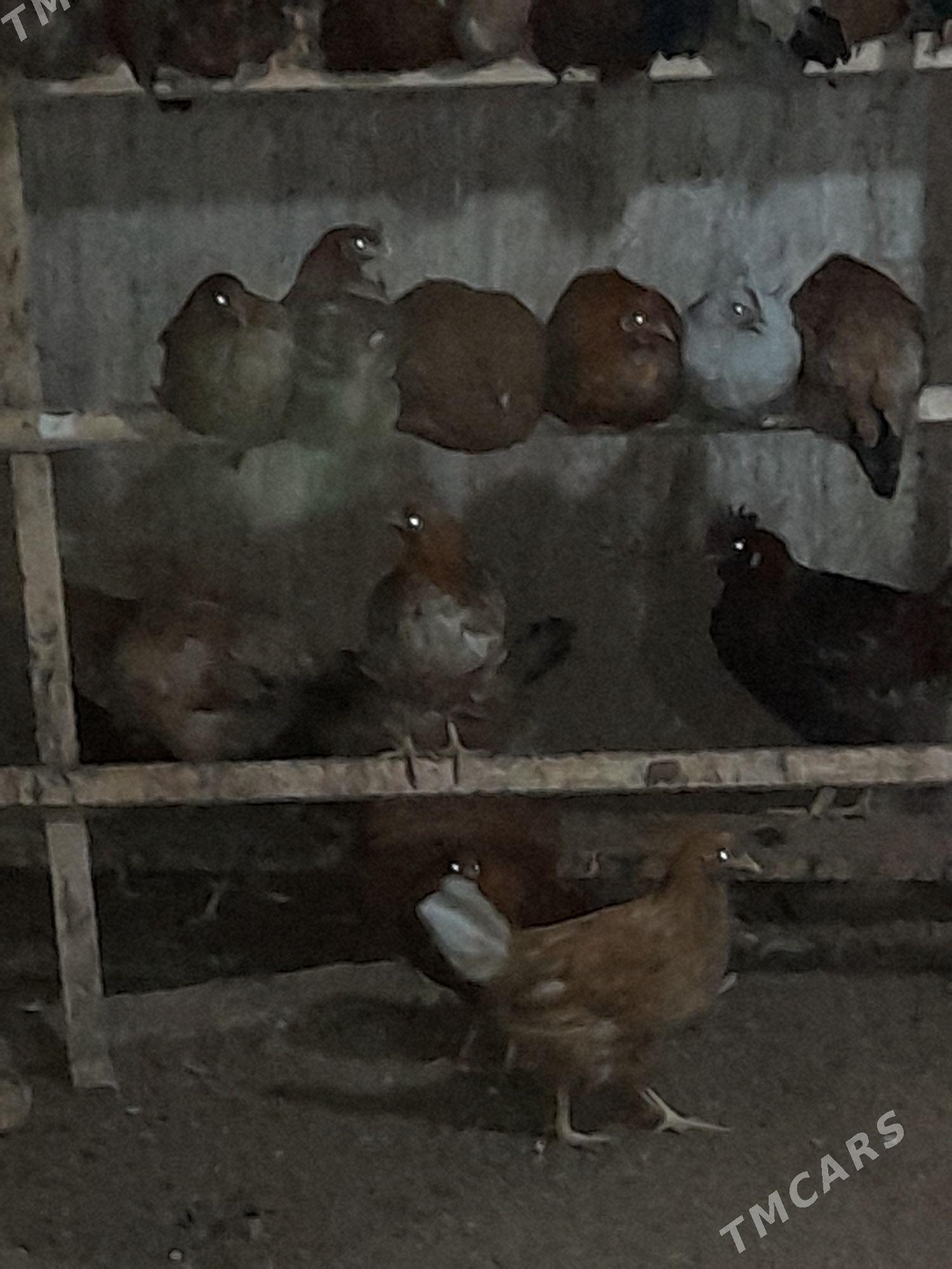 jüje - Теджен - img 3