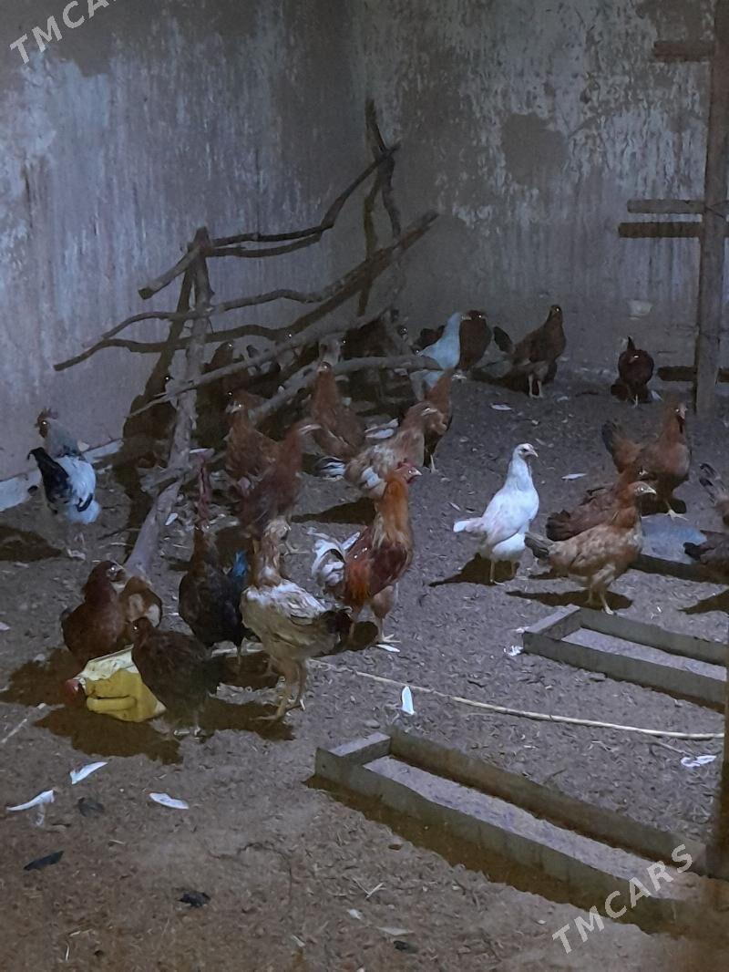 jüje - Теджен - img 5