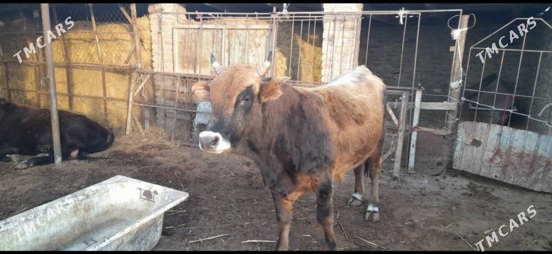 Öküzler - Берекет - img 3