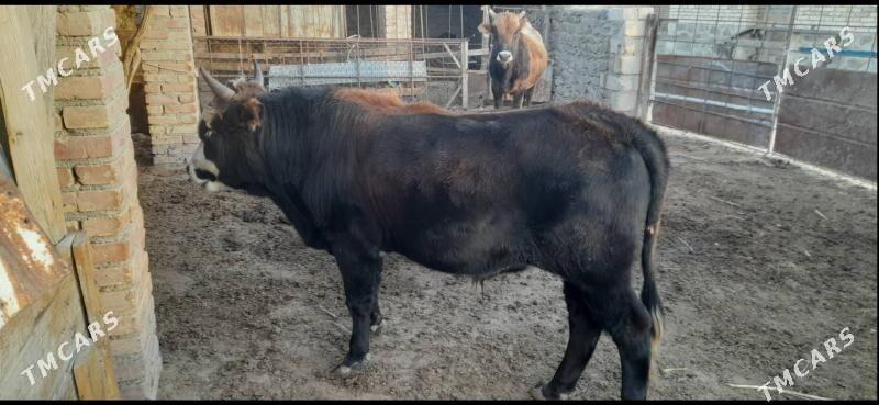 Öküzler - Берекет - img 6