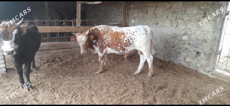 Öküzler - Берекет - img 2