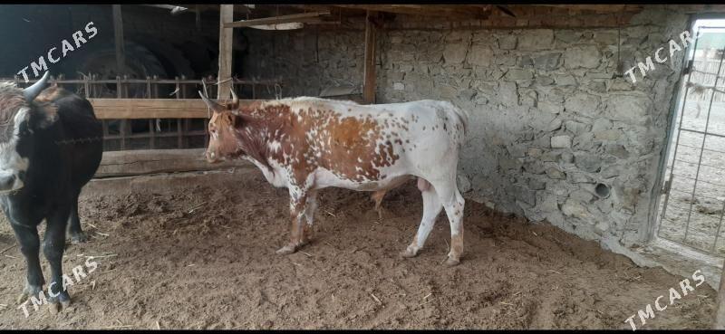 Öküzler - Берекет - img 8