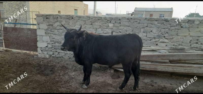 Öküzler - Берекет - img 10