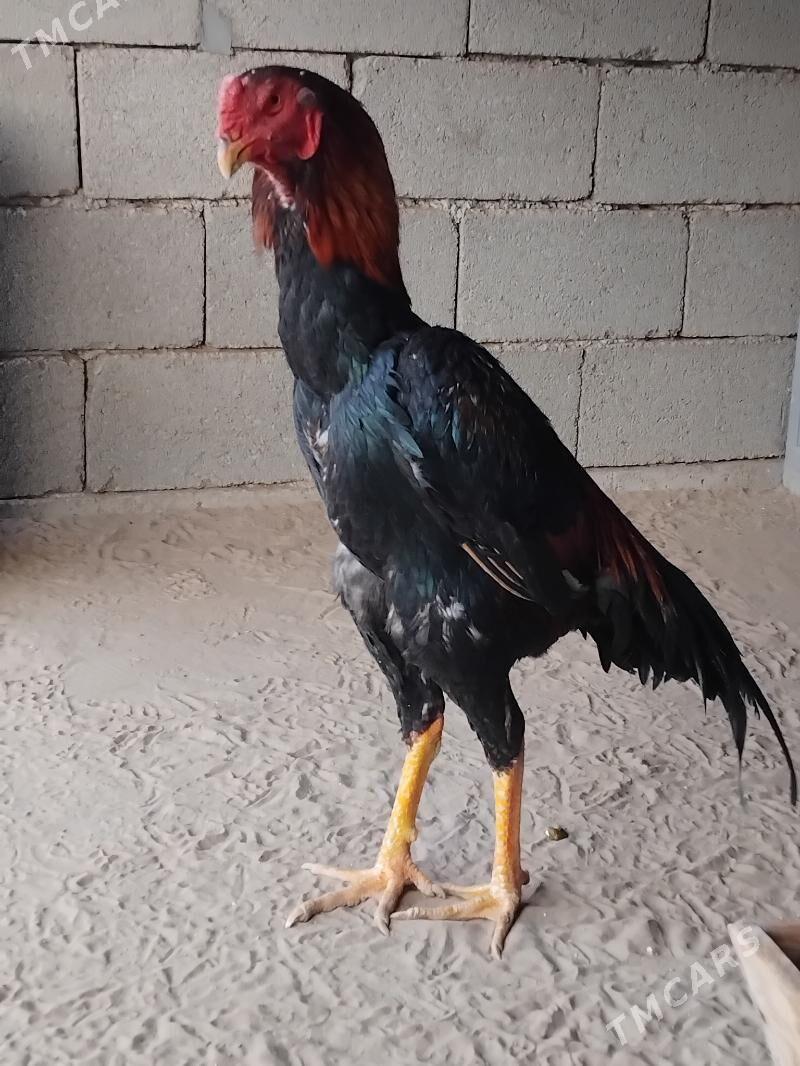 Taşkent horoz - Ашхабад - img 3