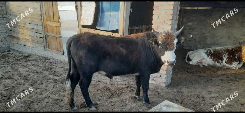 Öküzler - Берекет - img 7