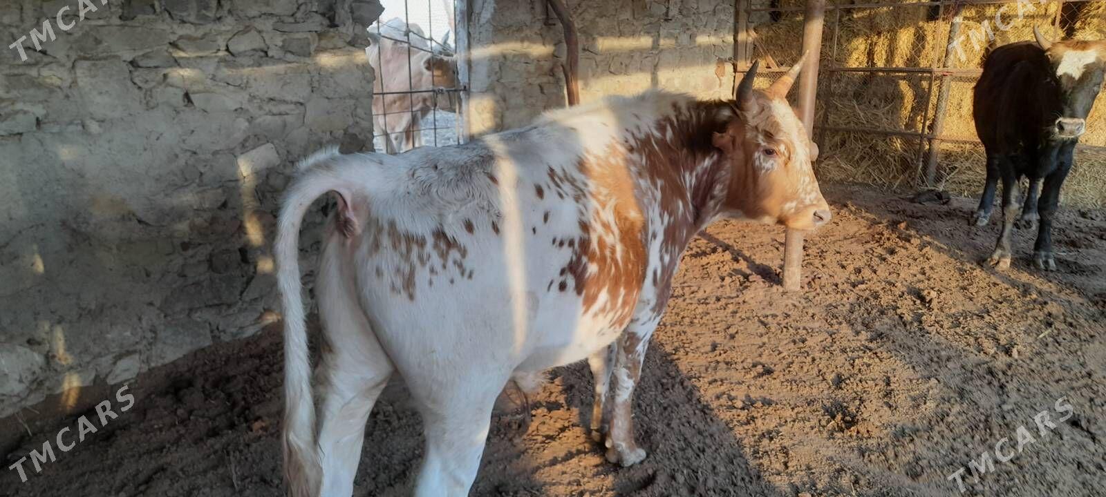 Öküzler - Берекет - img 5