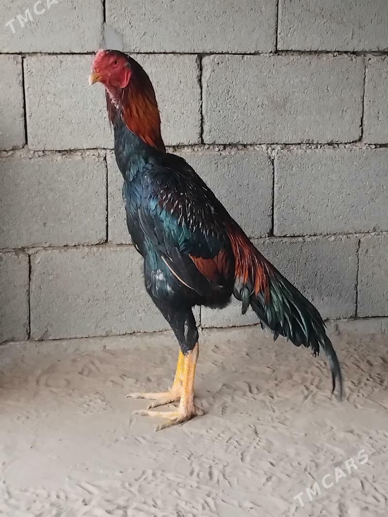 Taşkent horoz - Ашхабад - img 2