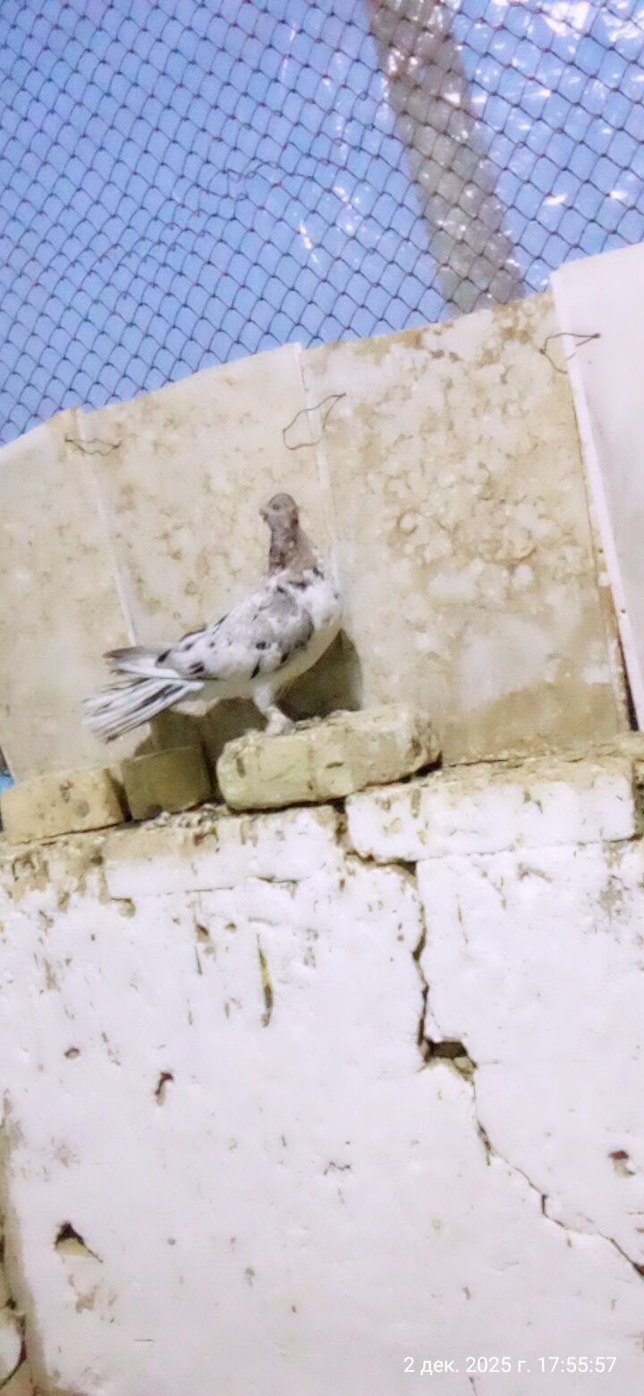 kepderi - Мары - img 2