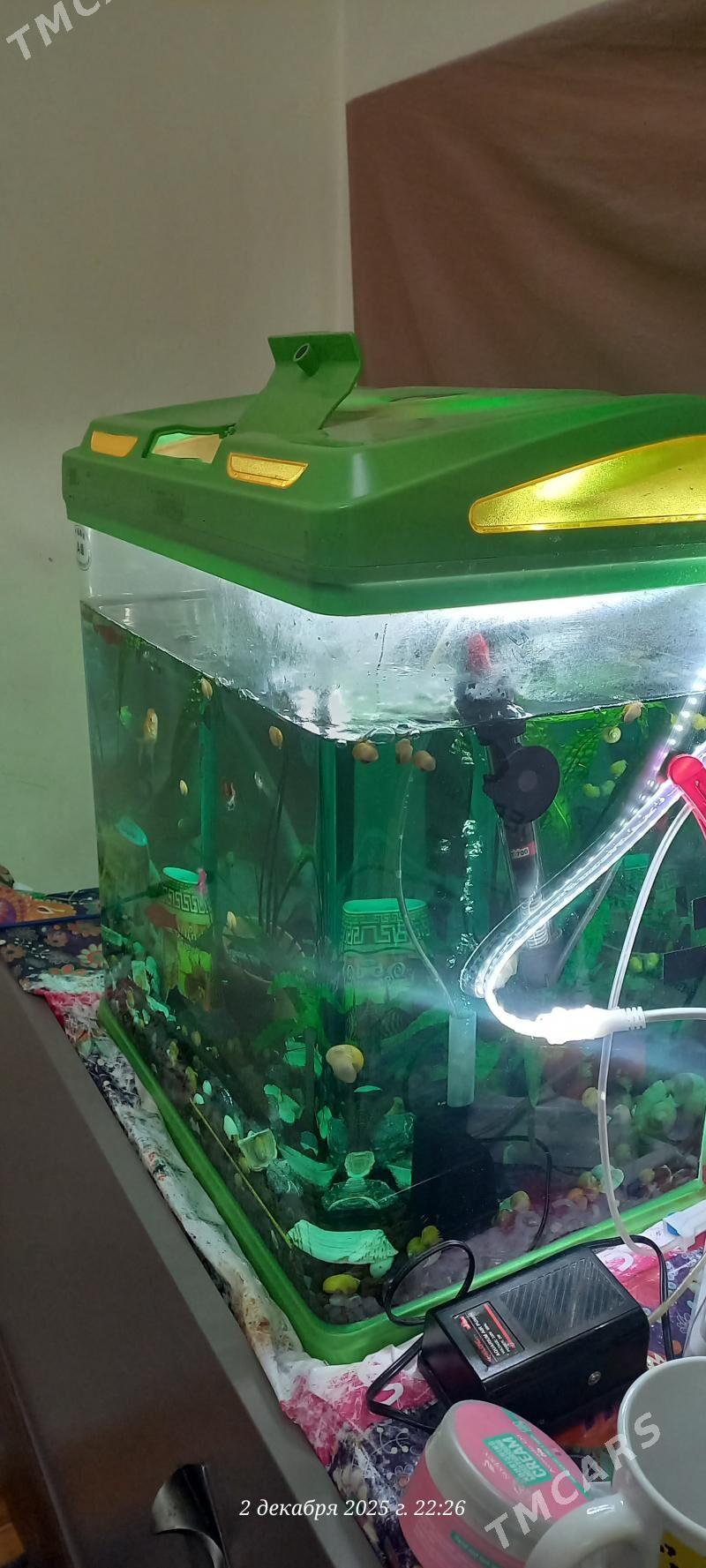 akwarium - Ашхабад - img 2