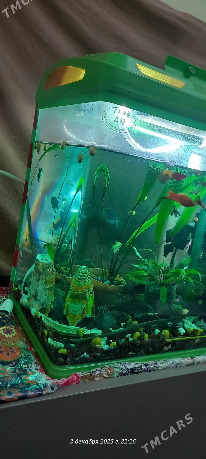 akwarium - Ашхабад - img 3