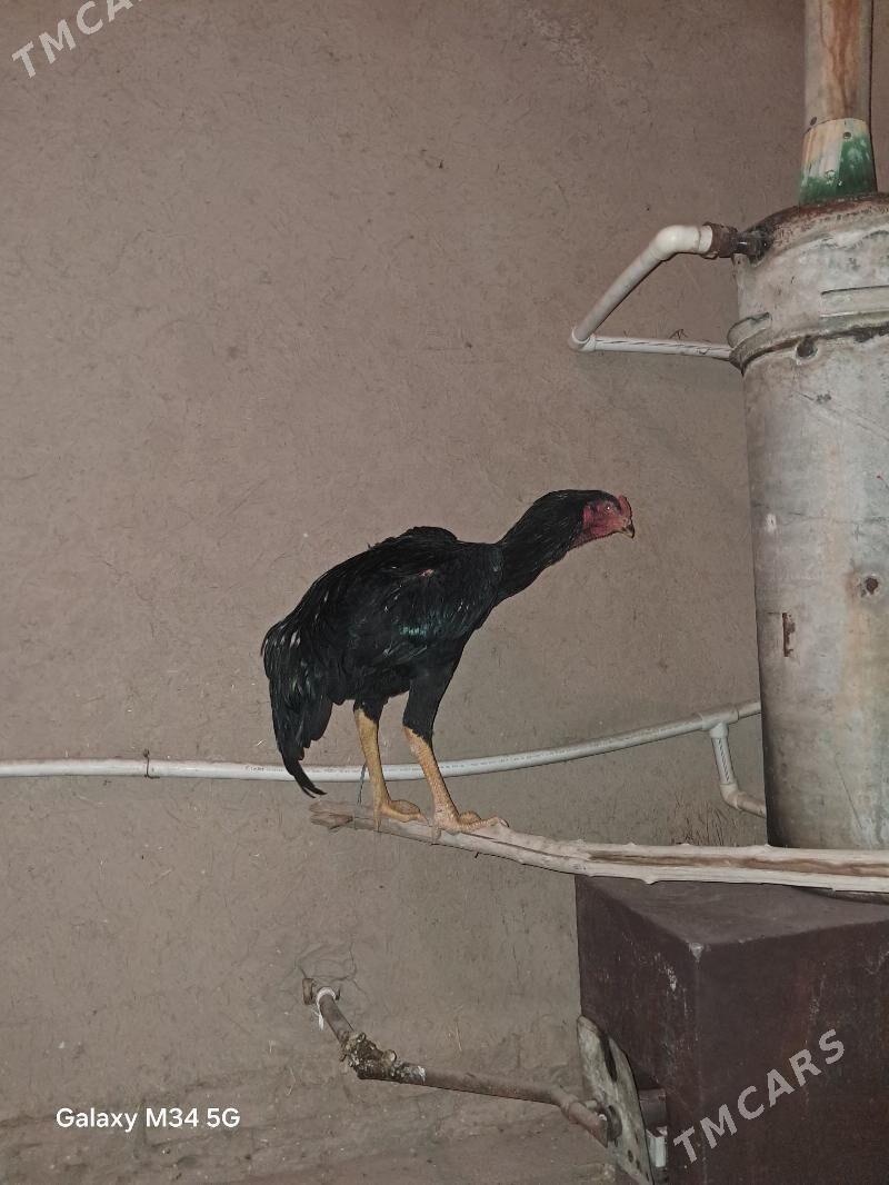 Paroda horaz - Daşoguz - img 2