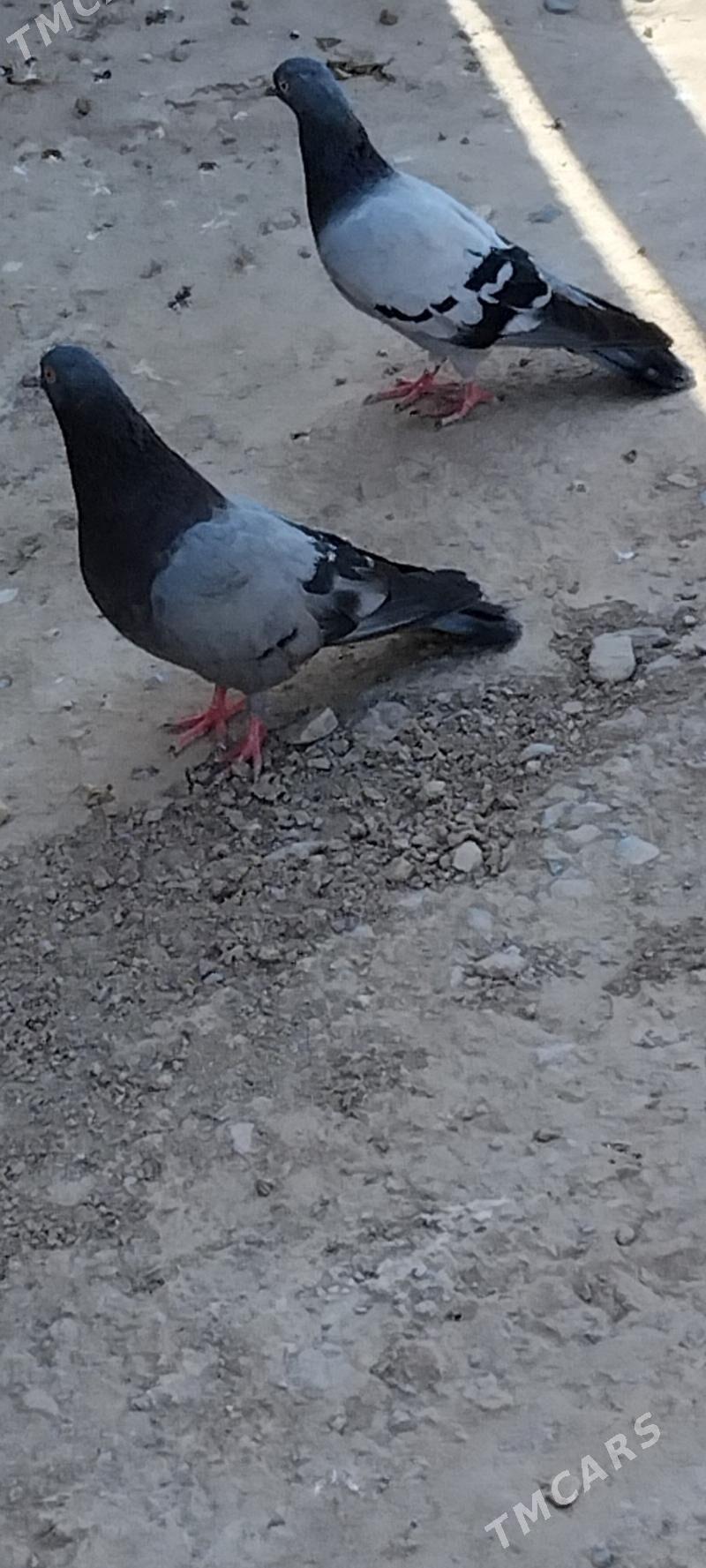 kepderi - Мары - img 4