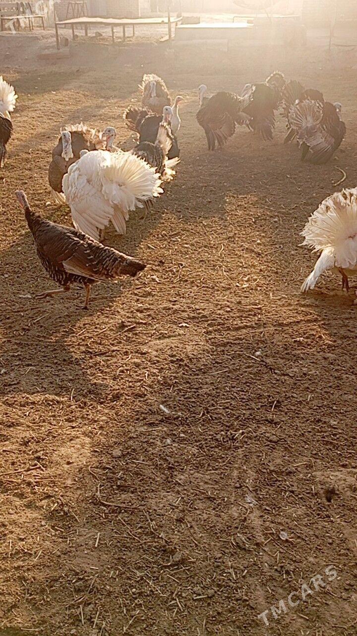 Induklar erkegi we măkisi - Мары - img 5