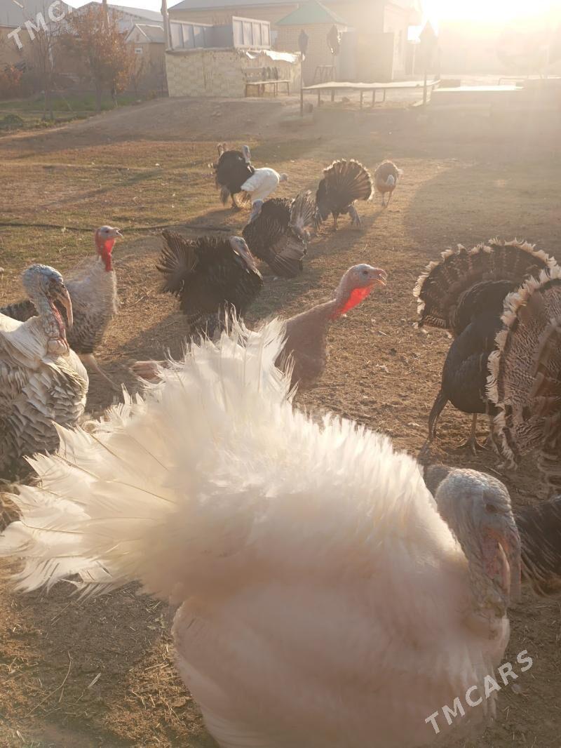 Induklar erkegi we măkisi - Мары - img 4