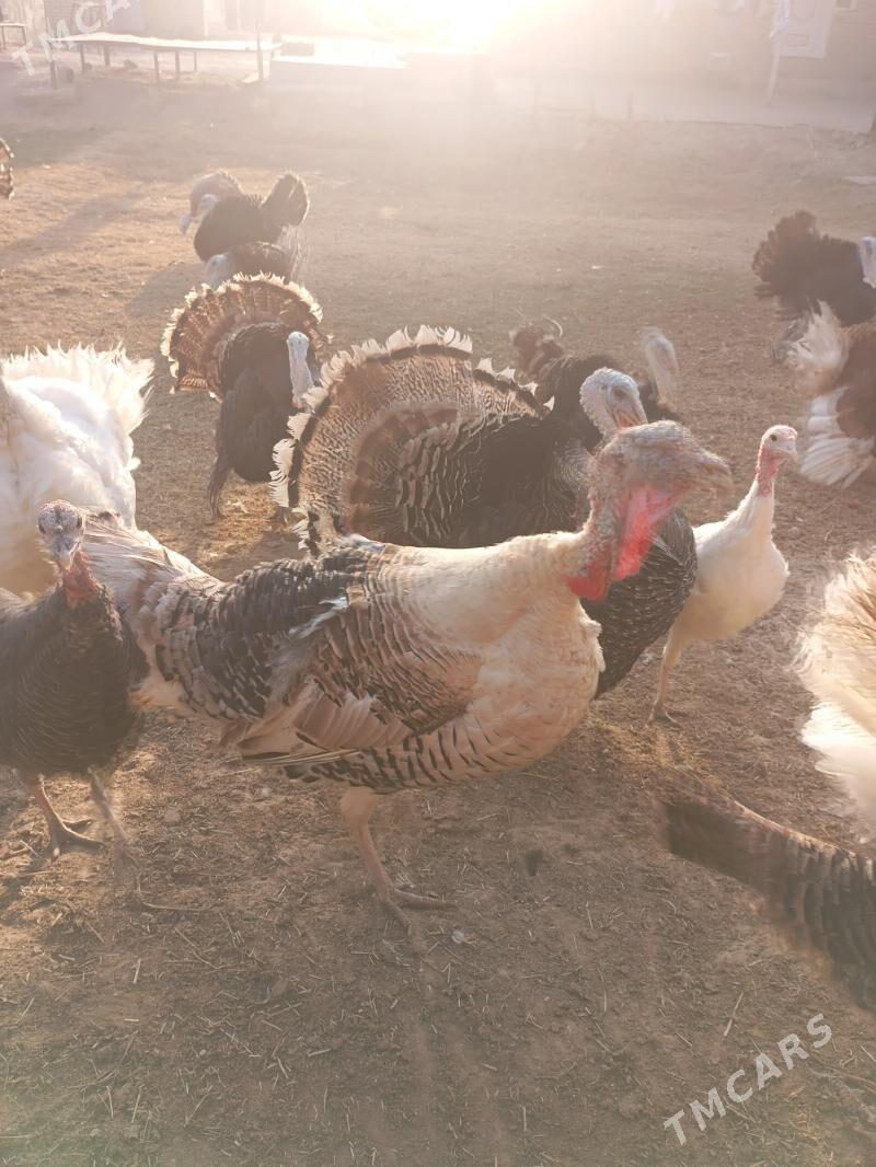 Induklar erkegi we măkisi - Мары - img 2