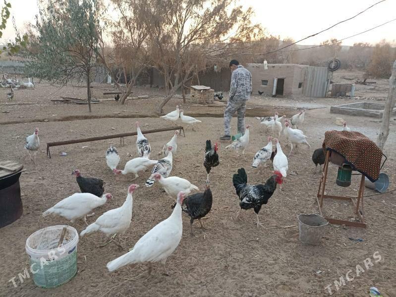 индук - Фарап - img 3