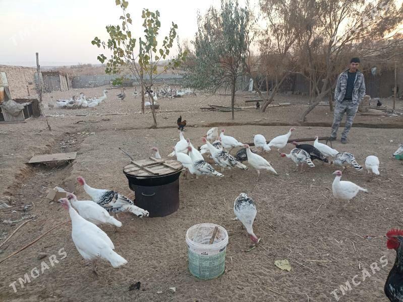 индук - Фарап - img 2