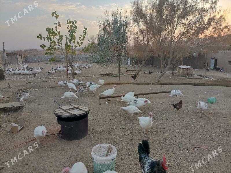 индук - Фарап - img 4