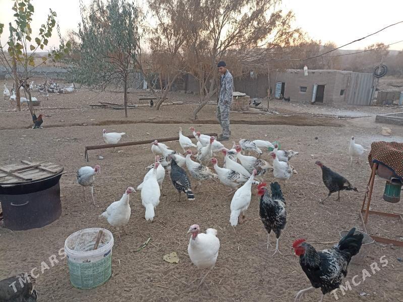 индук - Фарап - img 1