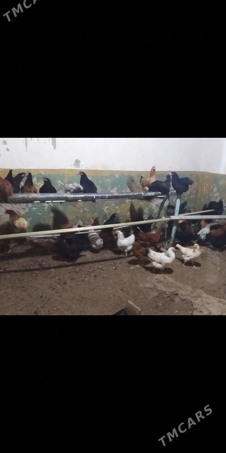 Ýaş towuklar - Гызыларбат - img 2