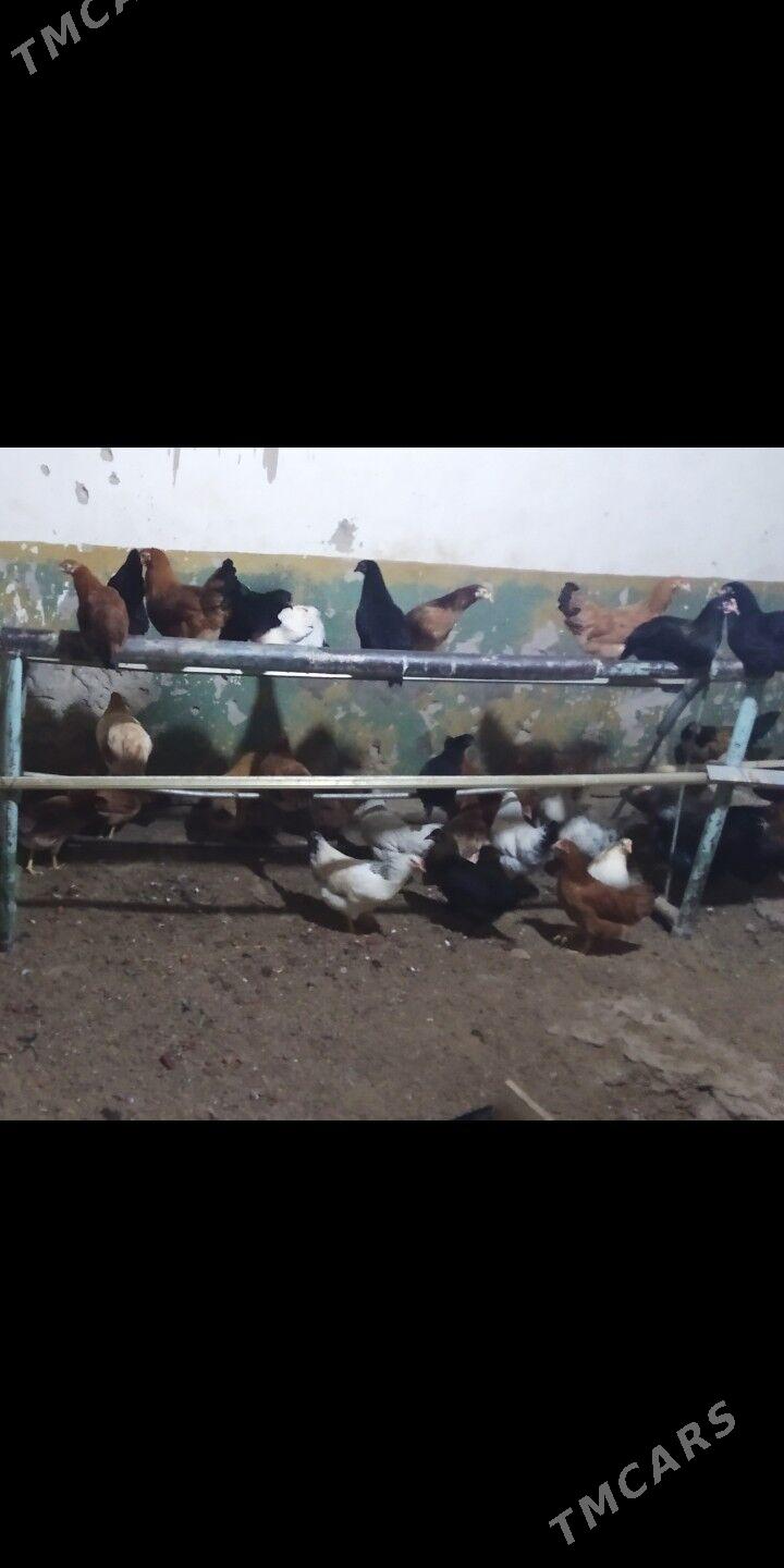 Ýaş towuklar - Гызыларбат - img 4