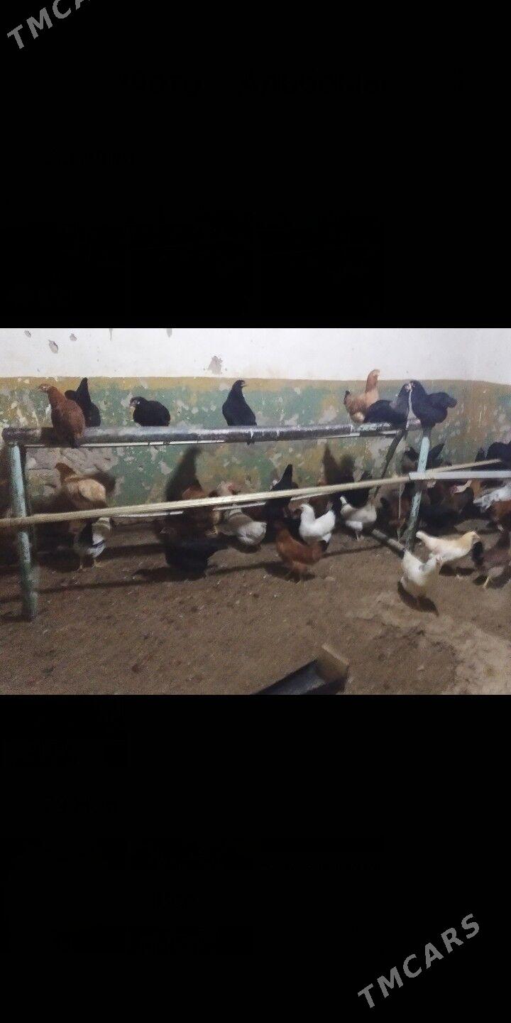 Ýaş towuklar - Гызыларбат - img 3