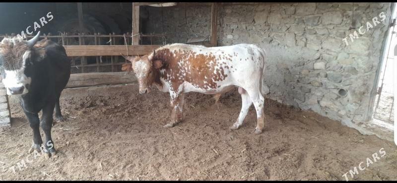 Öküz - Берекет - img 2