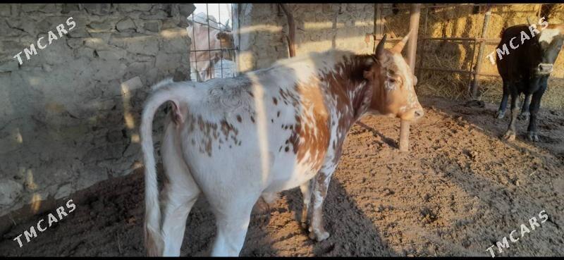 Öküz - Берекет - img 3