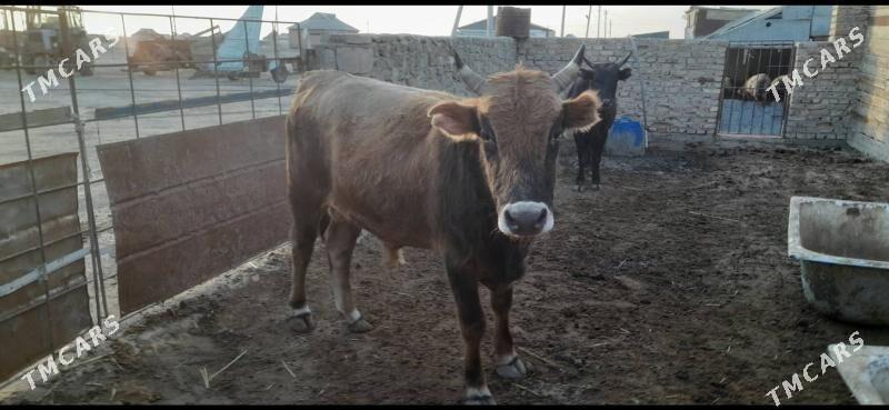 Öküz - Берекет - img 6