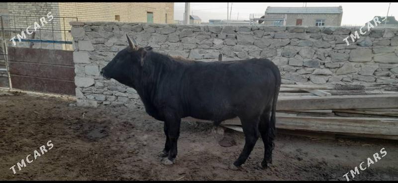 Öküz - Берекет - img 8