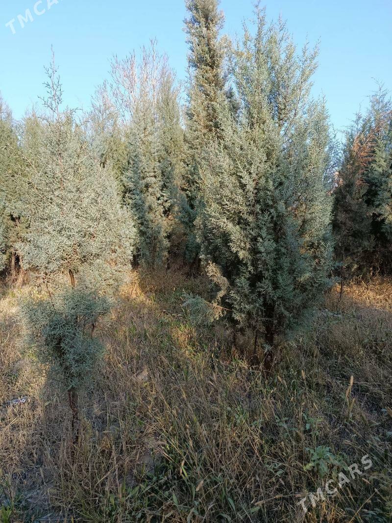 kiparis ýolka - Туркменабат - img 8