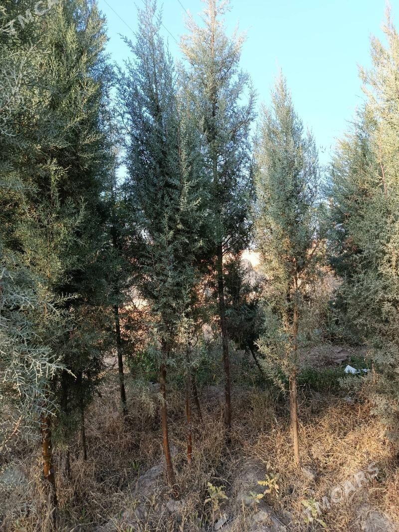 kiparis ýolka - Туркменабат - img 4