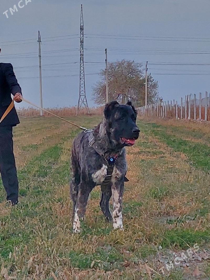 it - Aşgabat - img 4