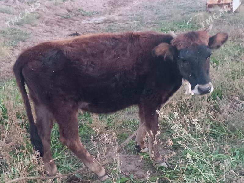 Sygyr tuwe - Tejen - img 2