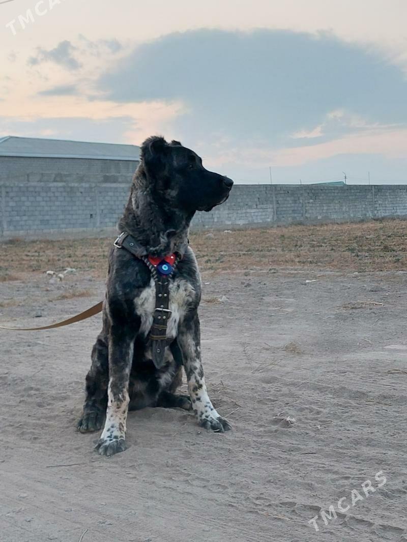 it - Aşgabat - img 3