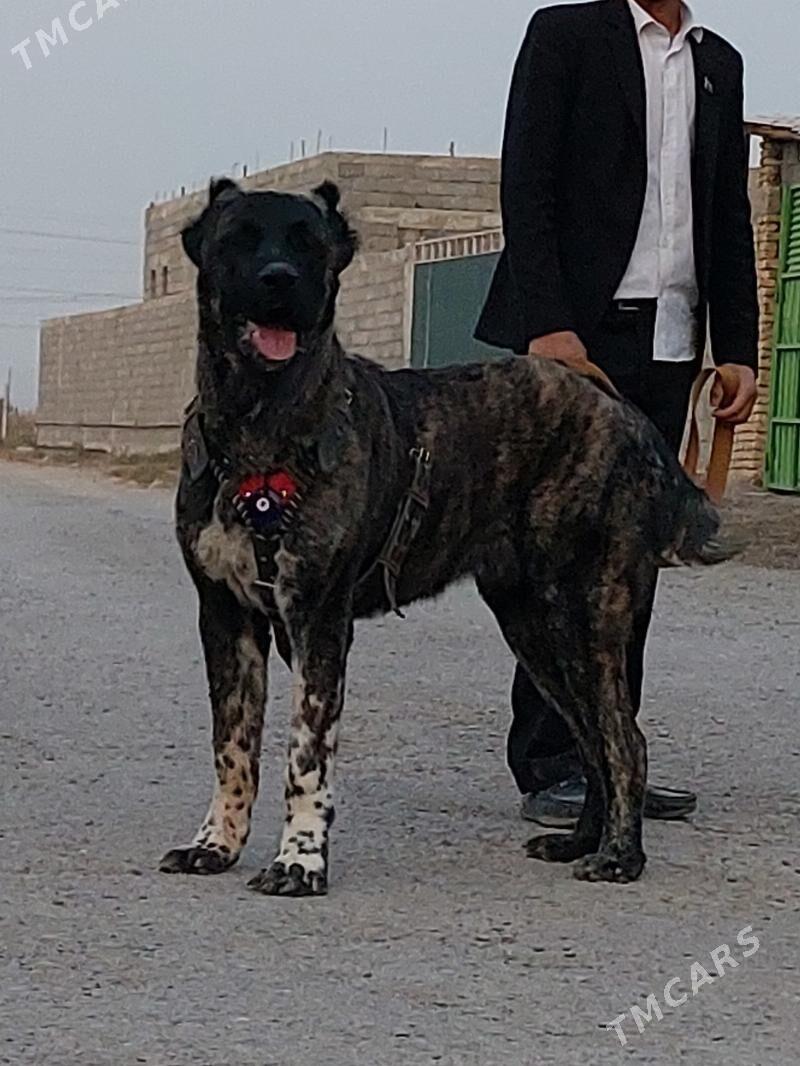 it - Aşgabat - img 5