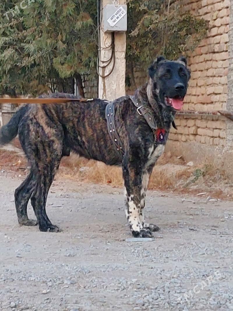 it - Aşgabat - img 2