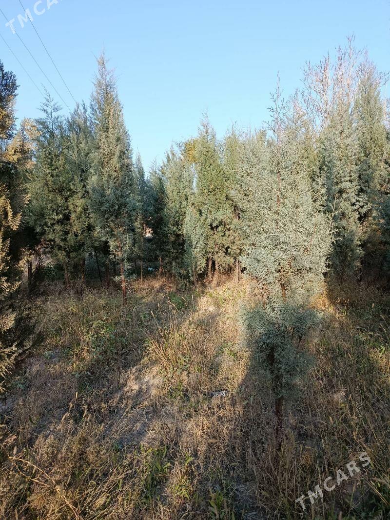 kiparis ýolka - Туркменабат - img 3