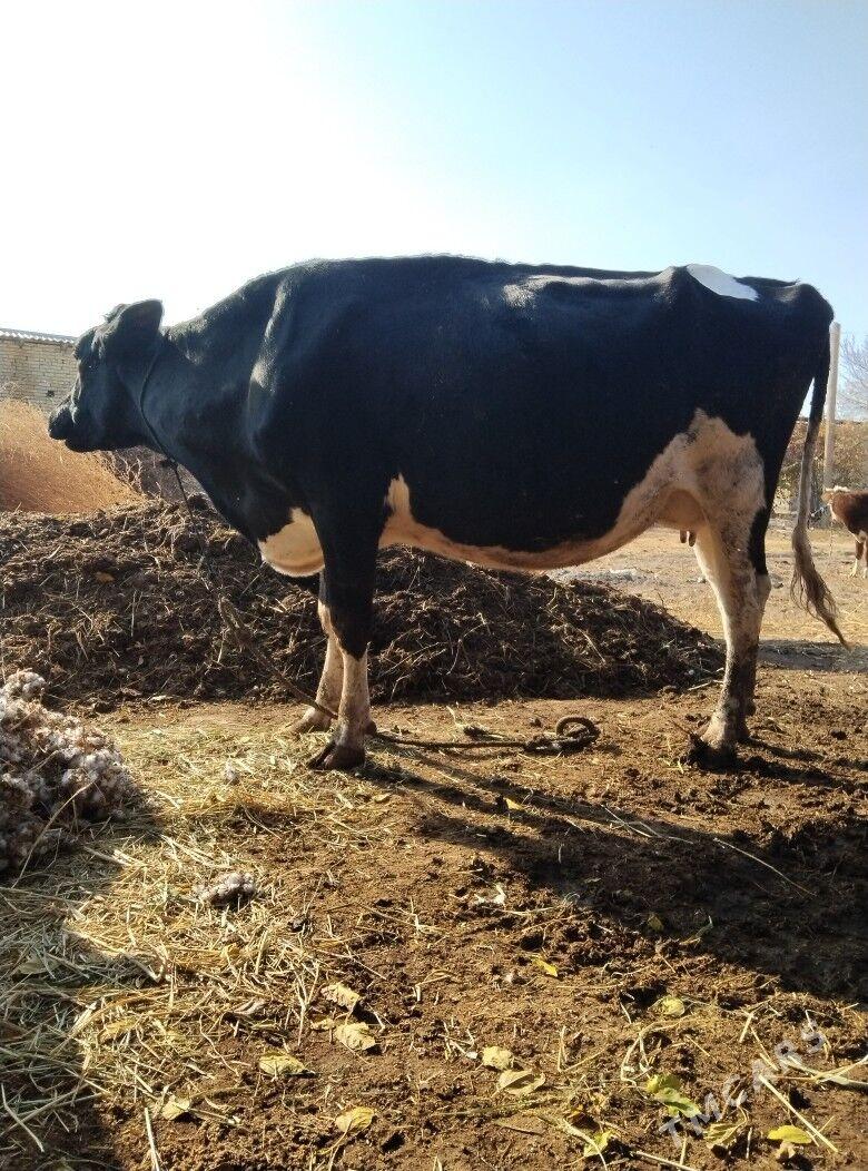 Gara galestayyn sygyr - Sakar - img 3