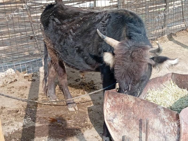 okuz - Magtymguly - img 3