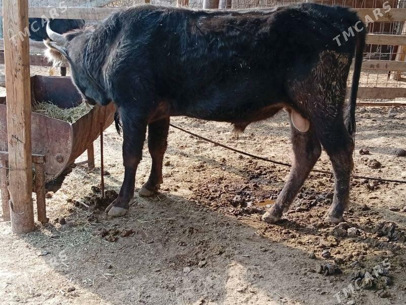 okuz - Magtymguly - img 2