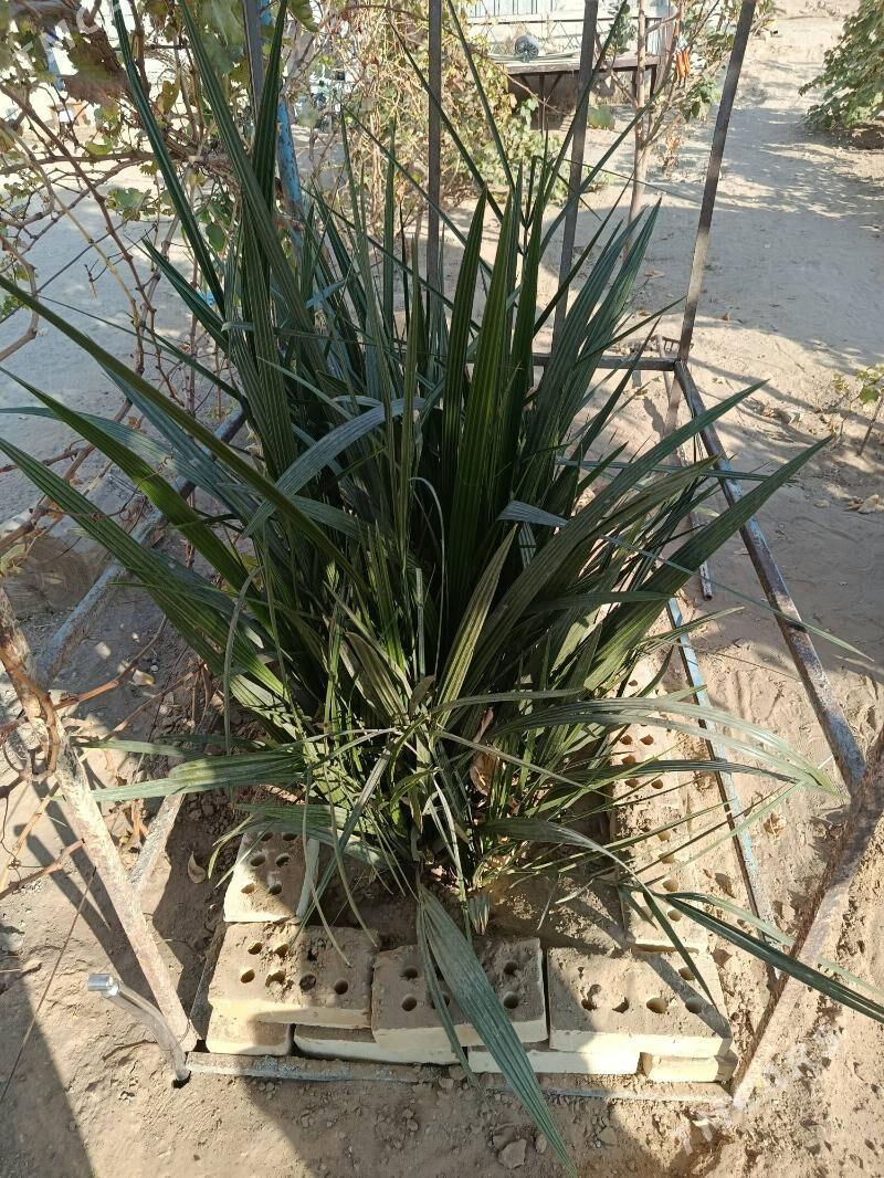 hurmo nahaly agyz acar hurmo - Çoganly - img 2