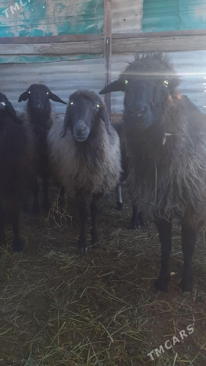 Goyunlar - Gökdepe - img 2