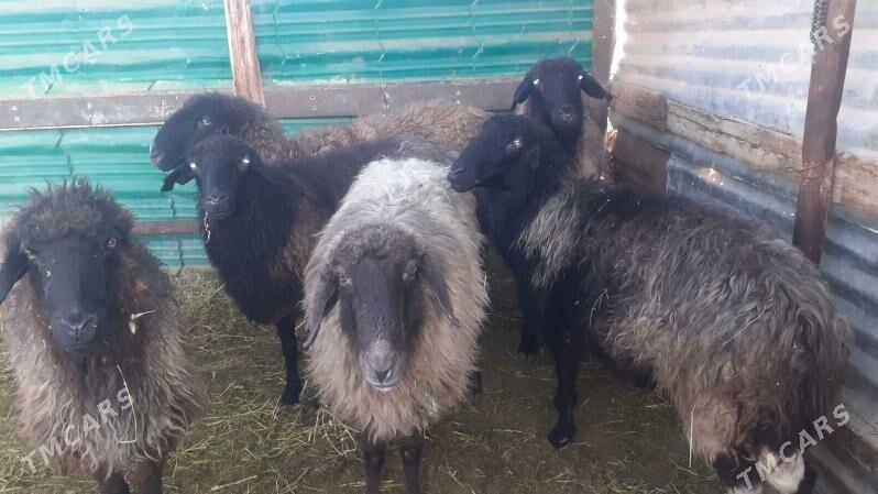 Goyunlar - Gökdepe - img 3