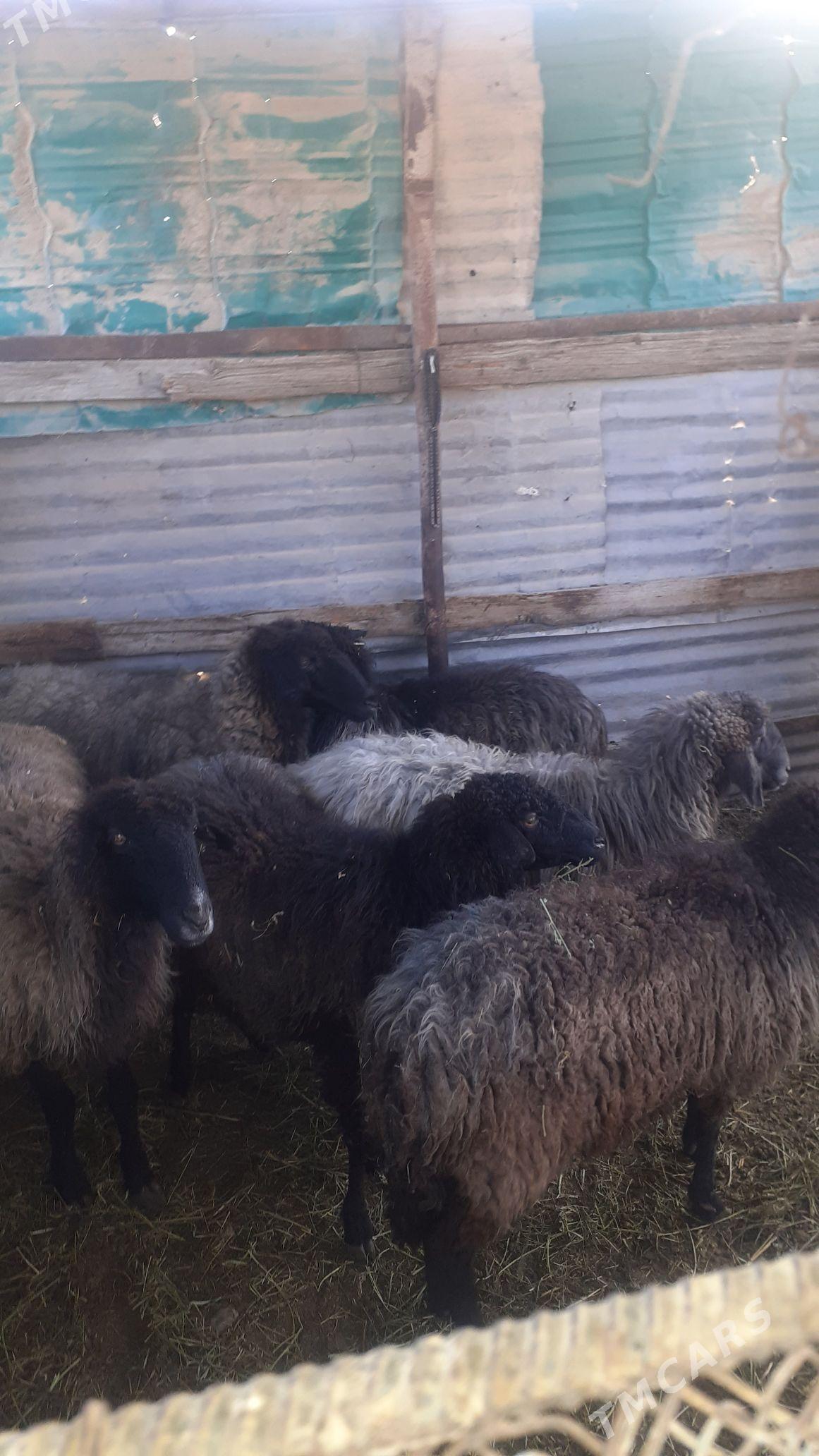 Goyunlar - Gökdepe - img 4