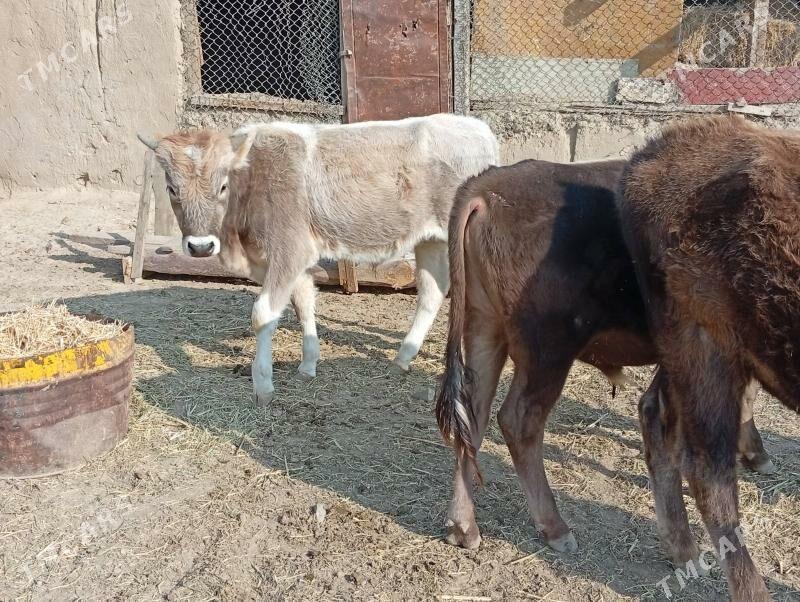 okuzler - Махтумкули - img 2