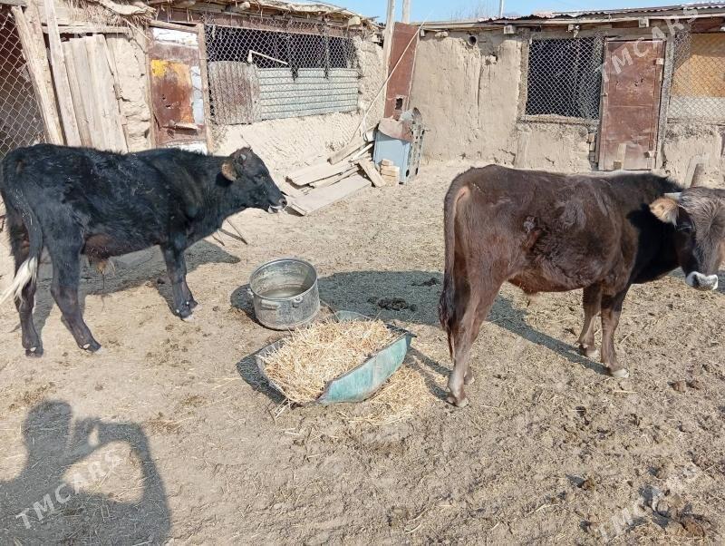 okuzler - Махтумкули - img 3