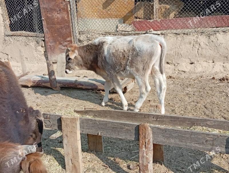 okuzler - Махтумкули - img 4