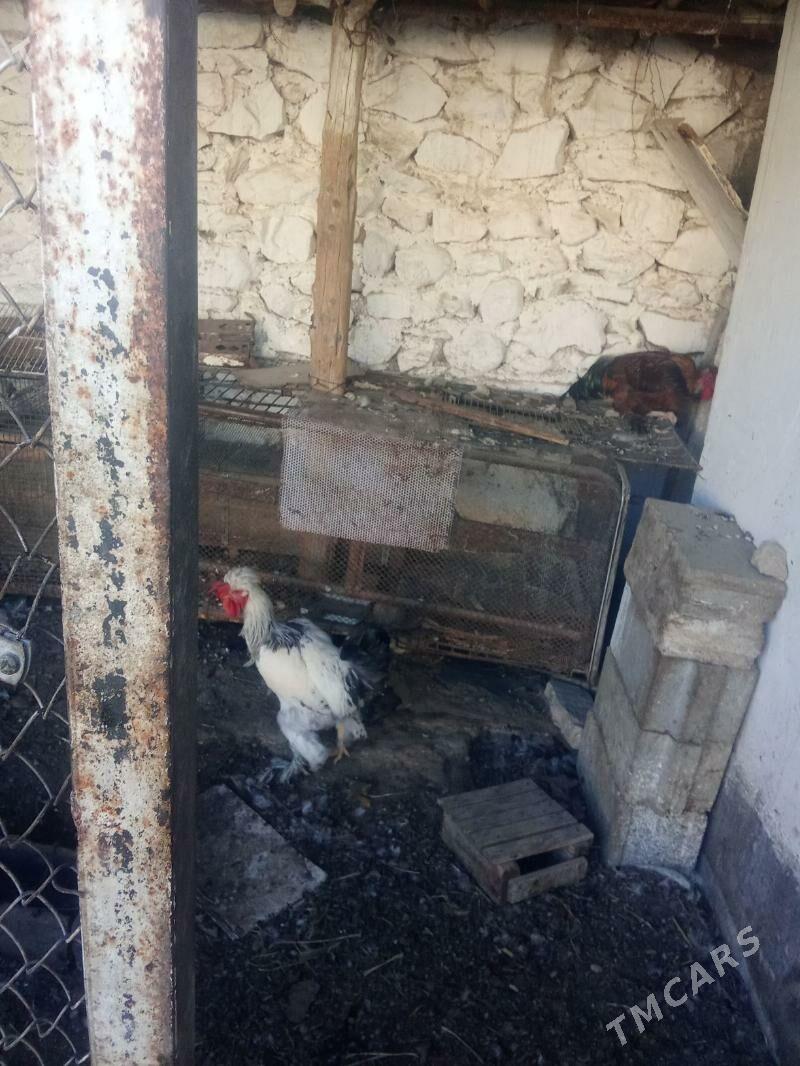 horaz - Balkanabat - img 3